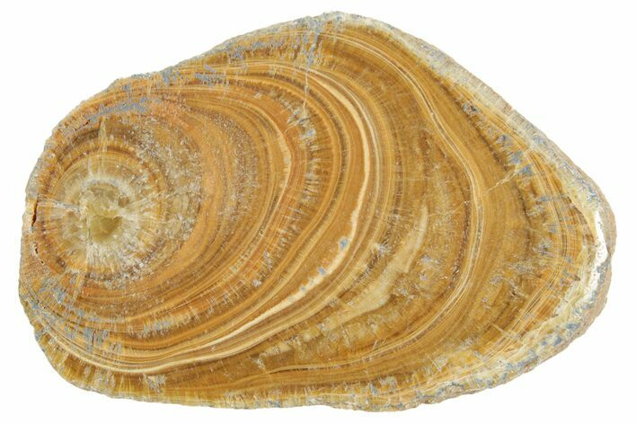 Polished Aragonite Stalactite Slice - Morocco #371052